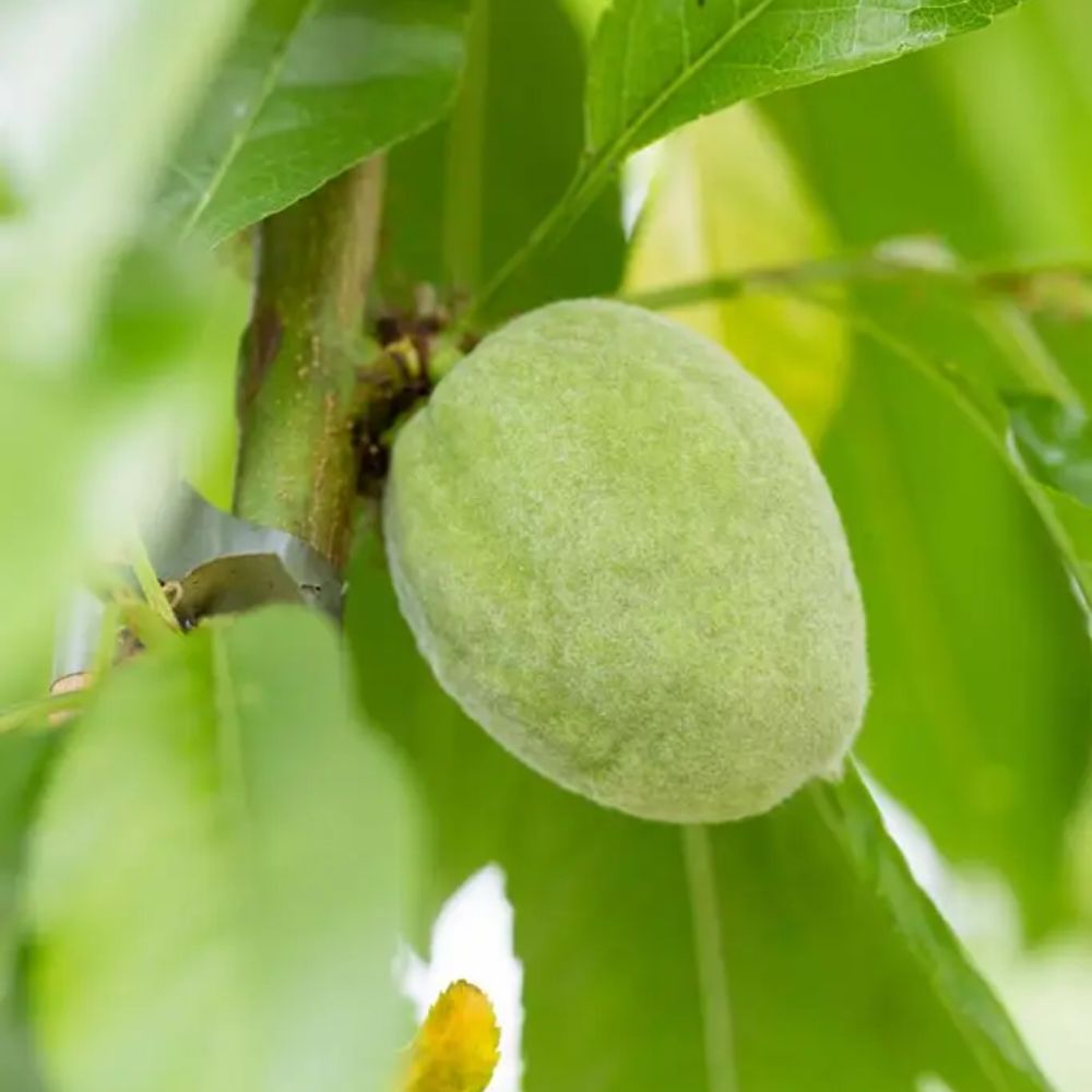 Frank P Matthews Ingrid Almond Nut Tree - 12Ltr Pot
