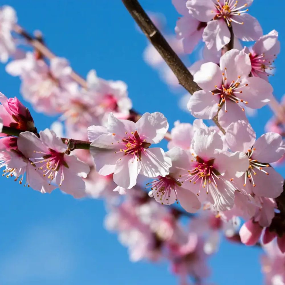 Frank P Matthews Ingrid Almond Nut Tree - 12Ltr Pot