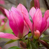 Frank P Matthews Magnolia ‘Daybreak’ Ornamental Tree - 12Ltr Pot