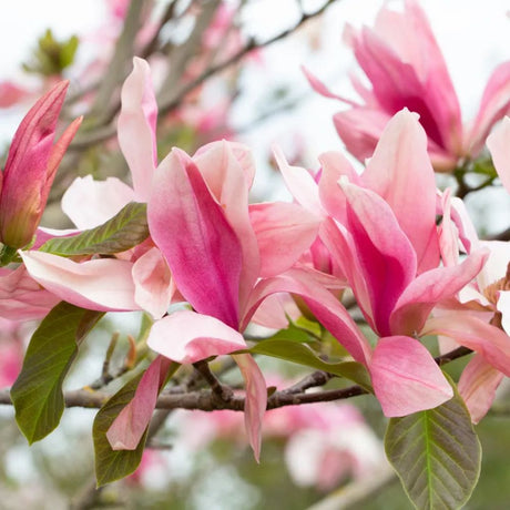 Frank P Matthews Magnolia ‘Daybreak’ Ornamental Tree - 12Ltr Pot