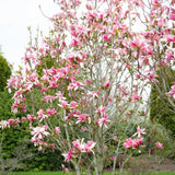 Frank P Matthews Magnolia ‘Daybreak’ Ornamental Tree - 12Ltr Pot