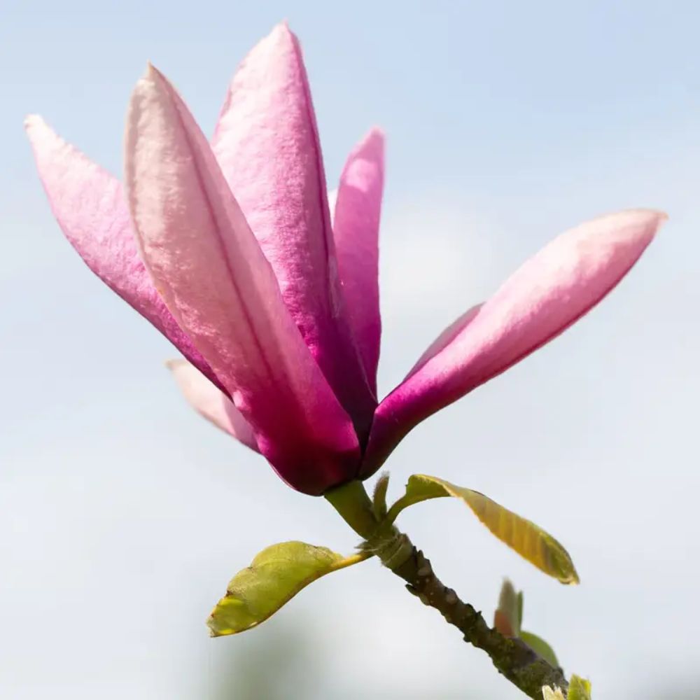 Frank P Matthews Magnolia ‘Livingstone’ Ornamental Tree - 12Ltr Pot