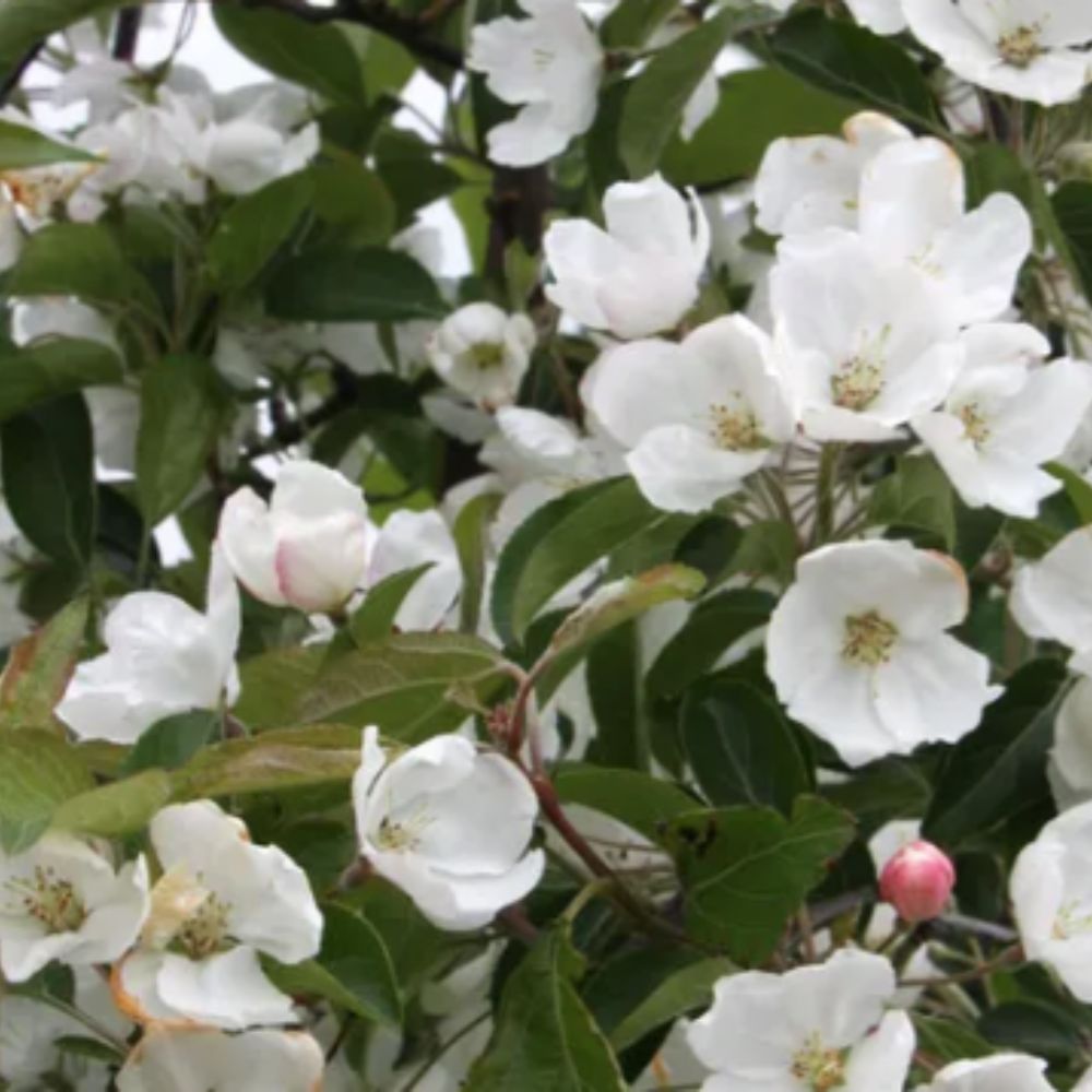 Frank P Matthews Malus Baccata Siberian Crab Apple Tree - 12 Ltr Pot