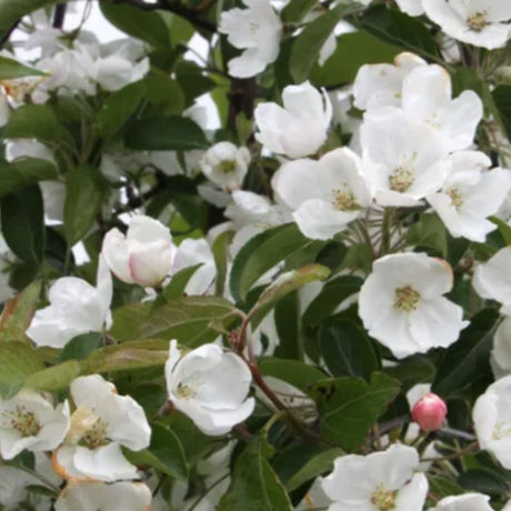 Frank P Matthews Malus Baccata Siberian Crab Apple Tree - 12 Ltr Pot