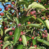 Frank P Matthews Malus Baccata Siberian Crab Apple Tree - 12 Ltr Pot
