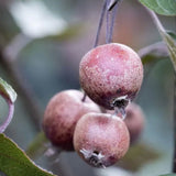 Frank P Matthews Malus 'Crimson Cascade' Crab Apple Tree - 12 Ltr Pot
