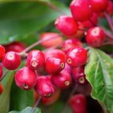 Frank P Matthews Malus 'Indian Magic' Crab Apple Tree - 12 Ltr Pot