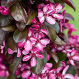Frank P Matthews Malus 'Laura' Crab Apple Tree - 12 Ltr Pot