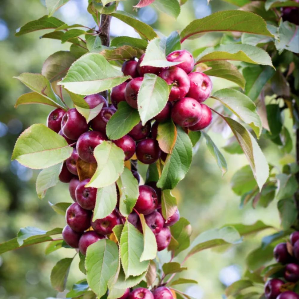 Frank P Matthews Malus 'Laura' Crab Apple Tree - 12 Ltr Pot