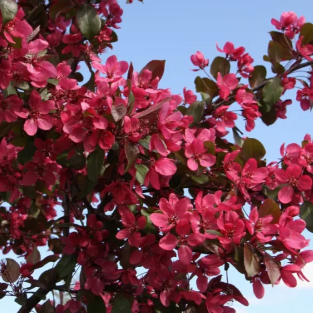 Frank P Matthews Malus 'Scarlett' Crab Apple - 12 Ltr Pot