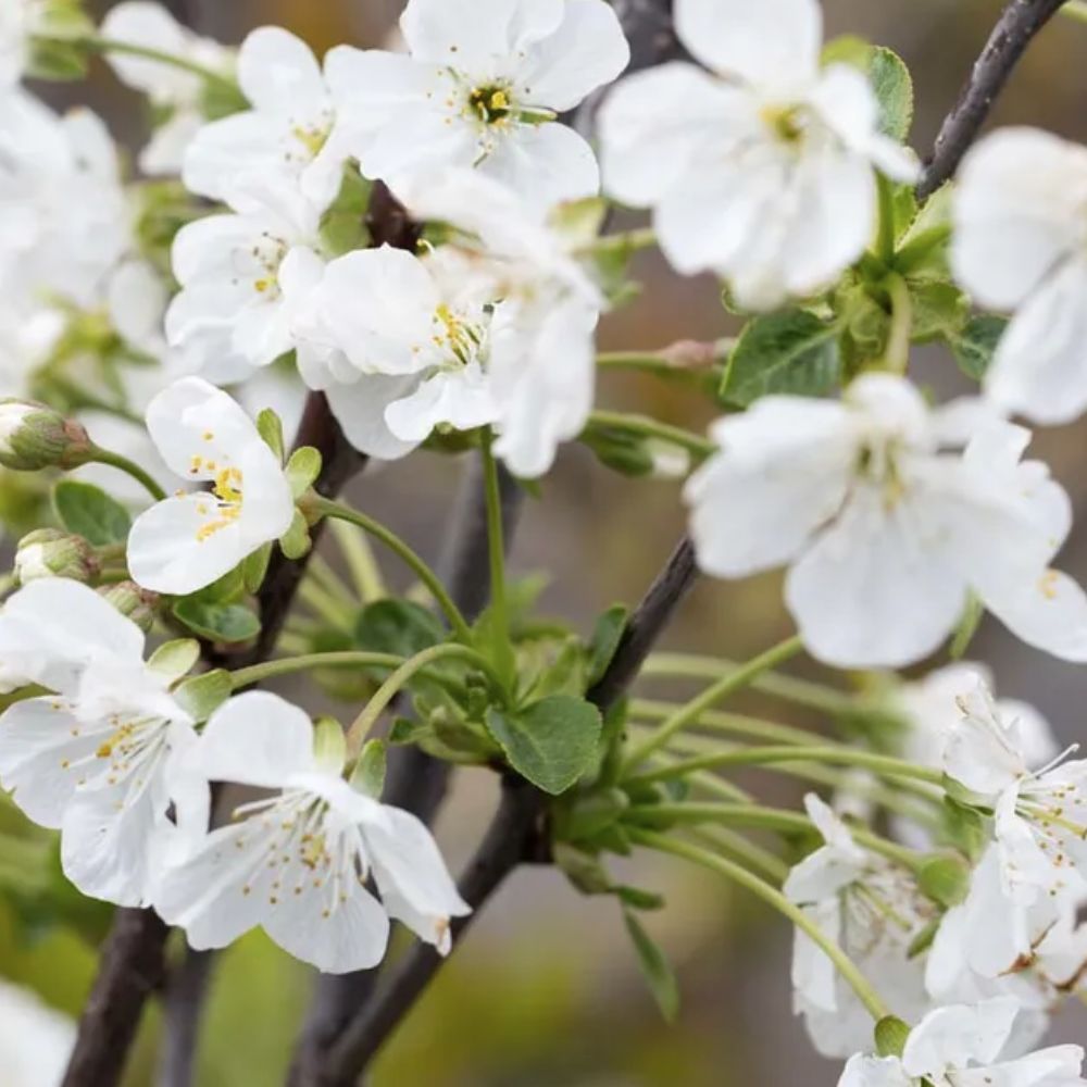 Frank P Matthews 'Morello' Cherry Tree - 12 Ltr Pot