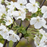 Frank P Matthews 'Morello' Cherry Tree - 12 Ltr Pot