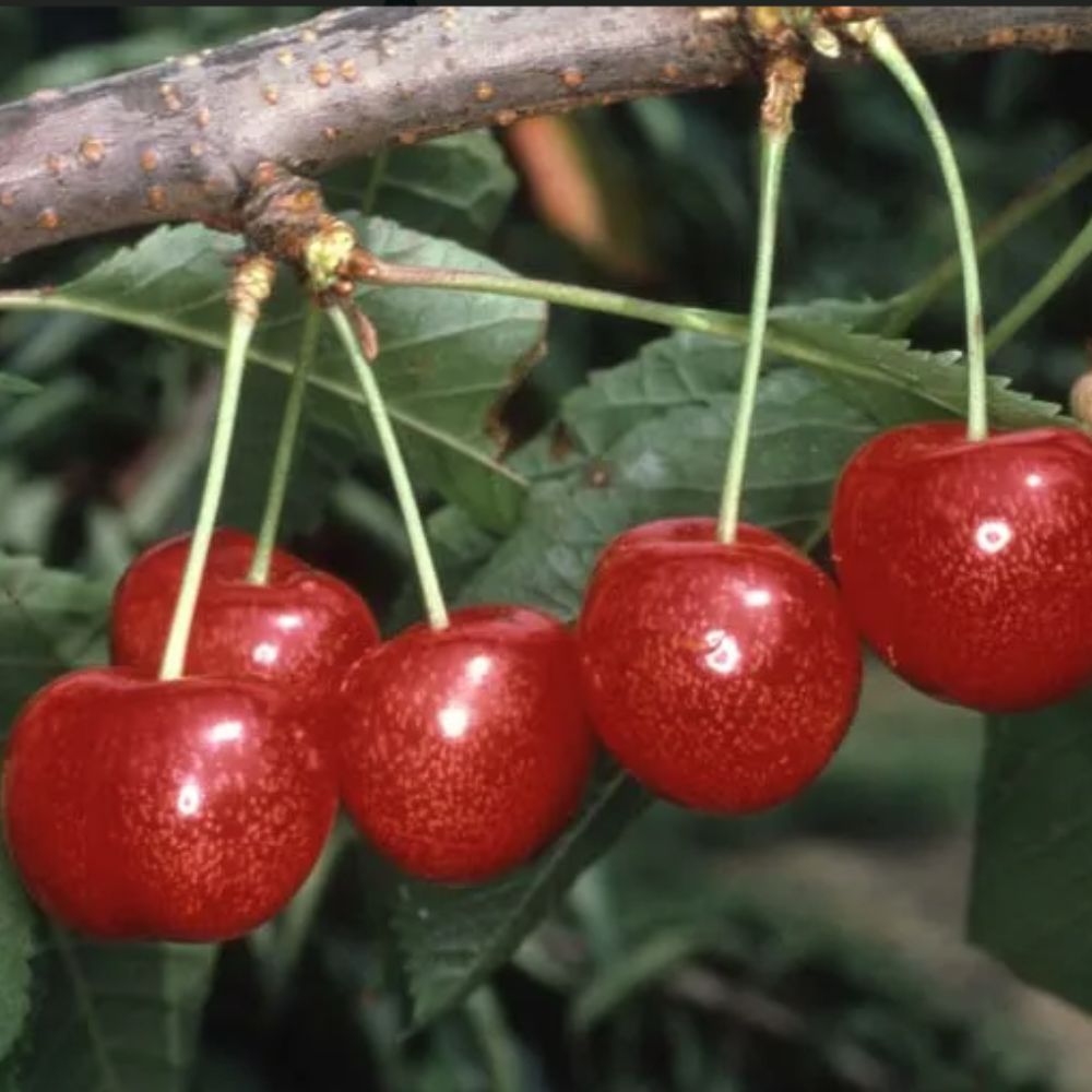 Frank P Matthews 'Morello' Cherry Tree - 12 Ltr Pot