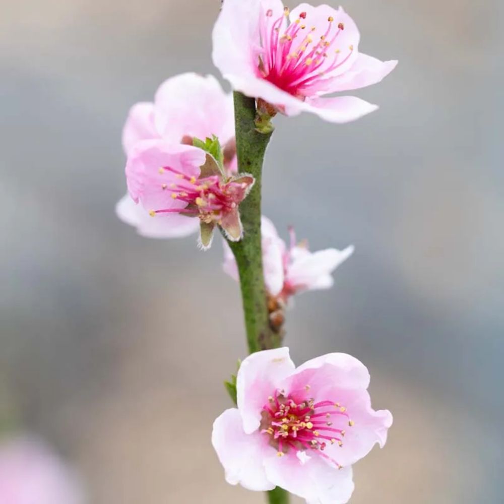 Frank P Matthews Peach 'Peregrine' Fruit Tree - 7Ltr Pot