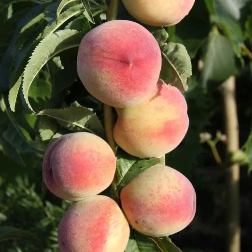 Frank P Matthews Peach 'Peregrine' Fruit Tree - 7Ltr Pot