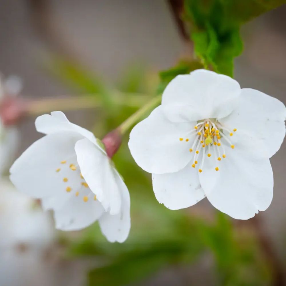 Frank P Matthews Prunus ‘Snow Goose’ Flowering Cherry Tree - 12Ltr Pot