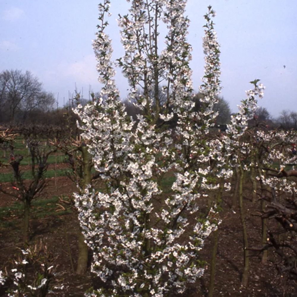 Frank P Matthews Prunus ‘Snow Goose’ Flowering Cherry Tree - 12Ltr Pot