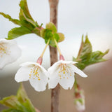 Frank P Matthews Prunus ‘Snow Goose’ Flowering Cherry Tree - 12Ltr Pot