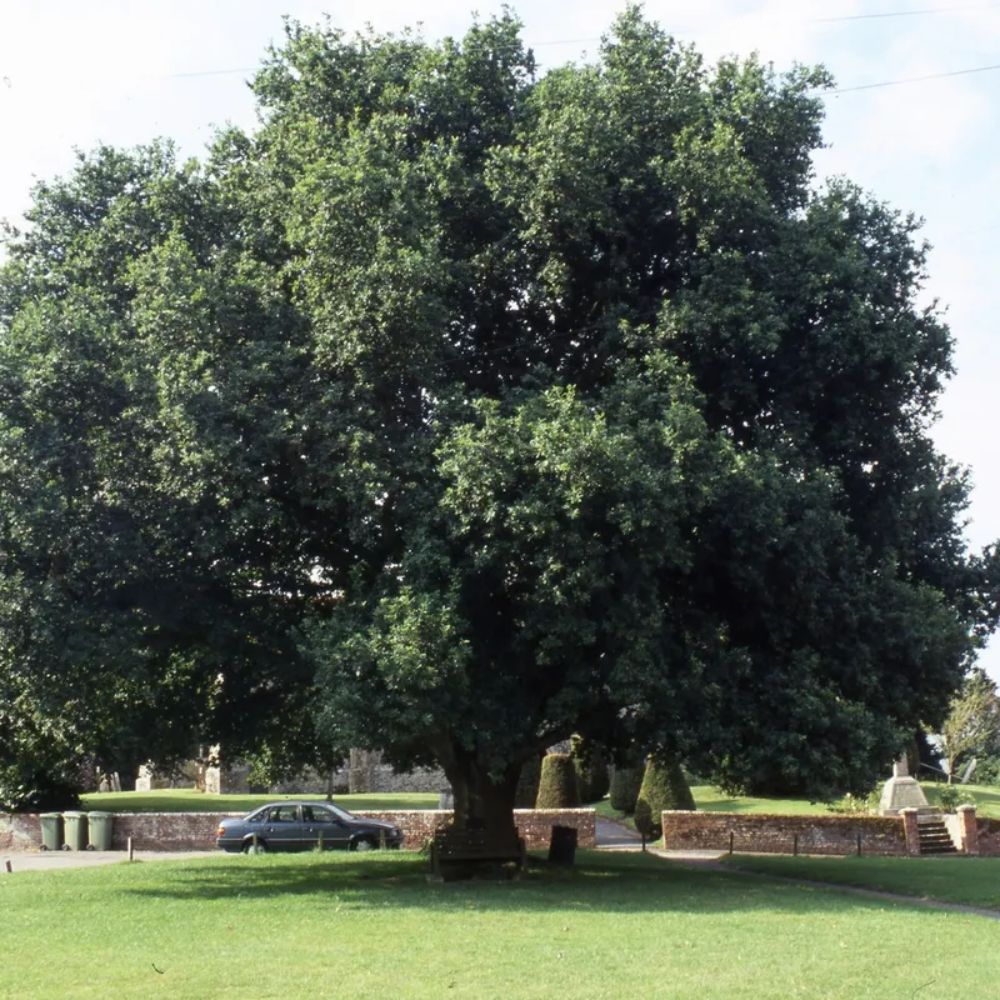 Frank P Matthews Quercus robur English Oak - 12Ltr Pot