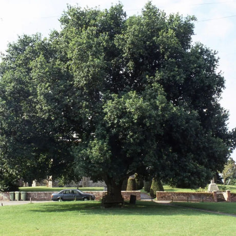Frank P Matthews Quercus robur English Oak - 12Ltr Pot
