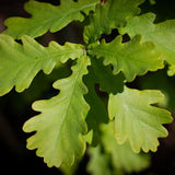 Frank P Matthews Quercus robur English Oak - 12Ltr Pot