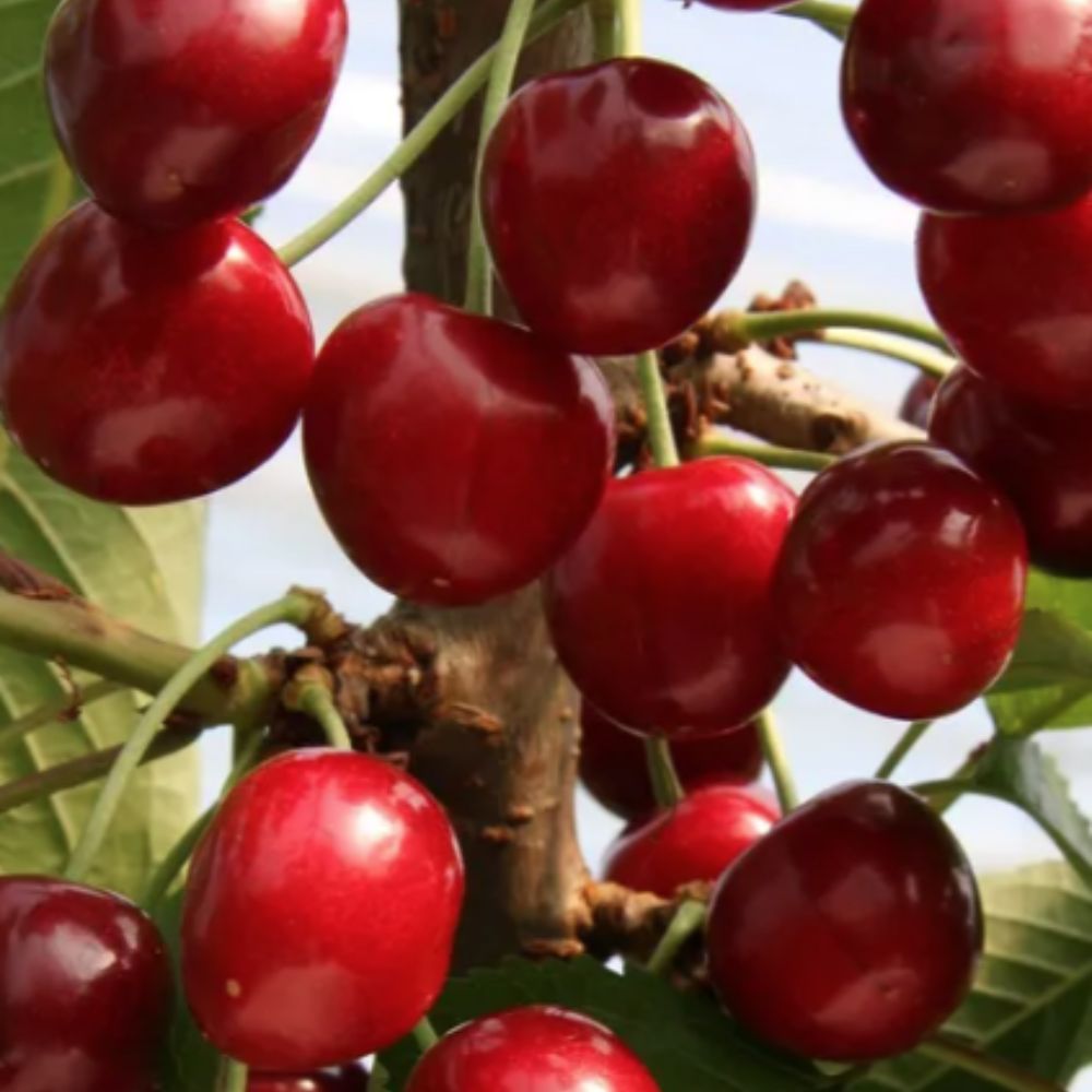 Frank P Matthews 'Sunburst Gisela' Cherry Tree - 11.5 Ltr Pot