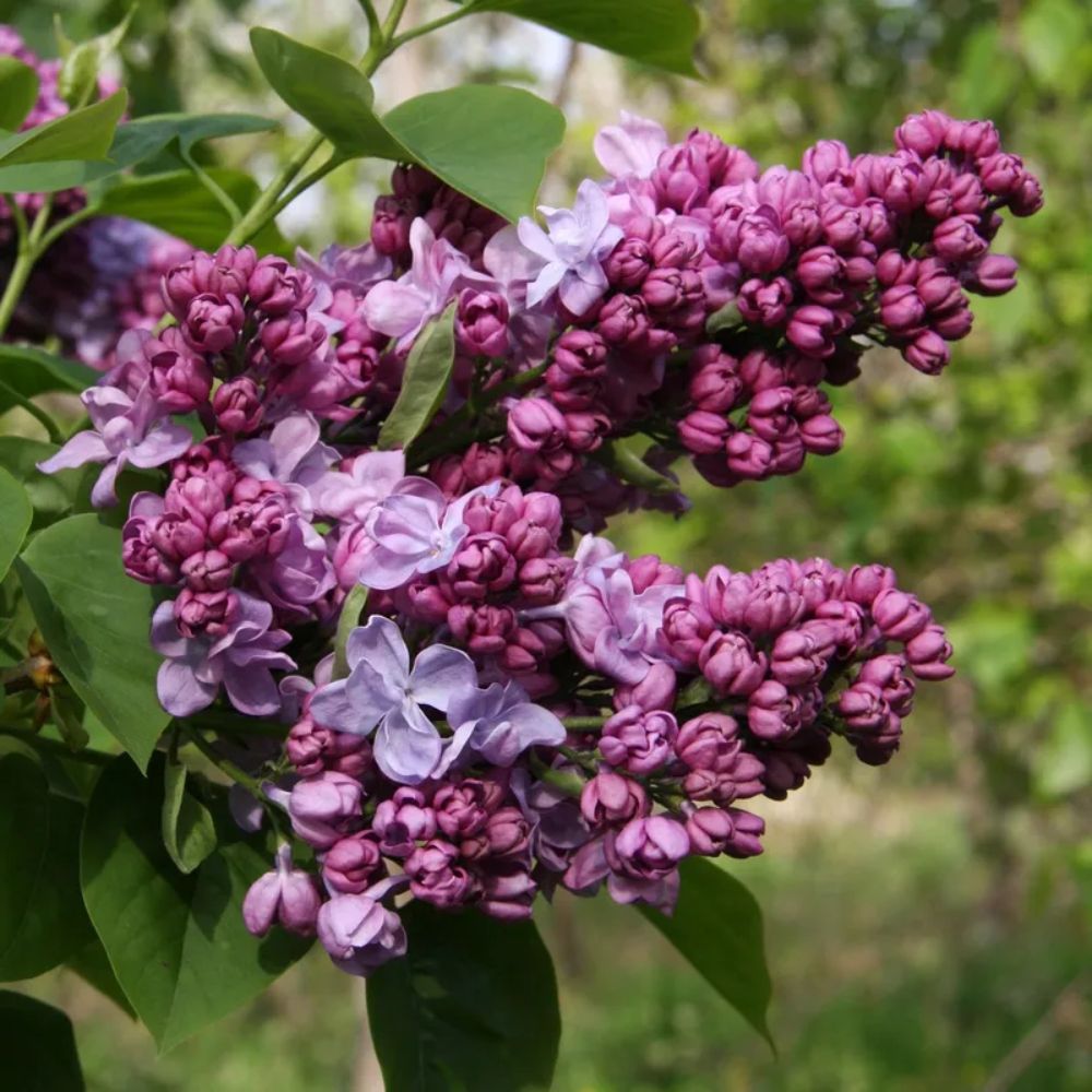 Frank P Matthews Syringa vulgaris ‘Katherine Havemeyer’ Lilac Tree - 12Ltr Pot