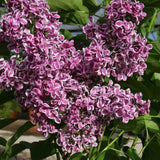 Frank P Matthews Syringa vulgaris ‘Sensation’ Lilac Tree - 12Ltr Pot