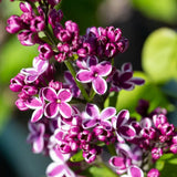 Frank P Matthews Syringa vulgaris ‘Sensation’ Lilac Tree - 12Ltr Pot