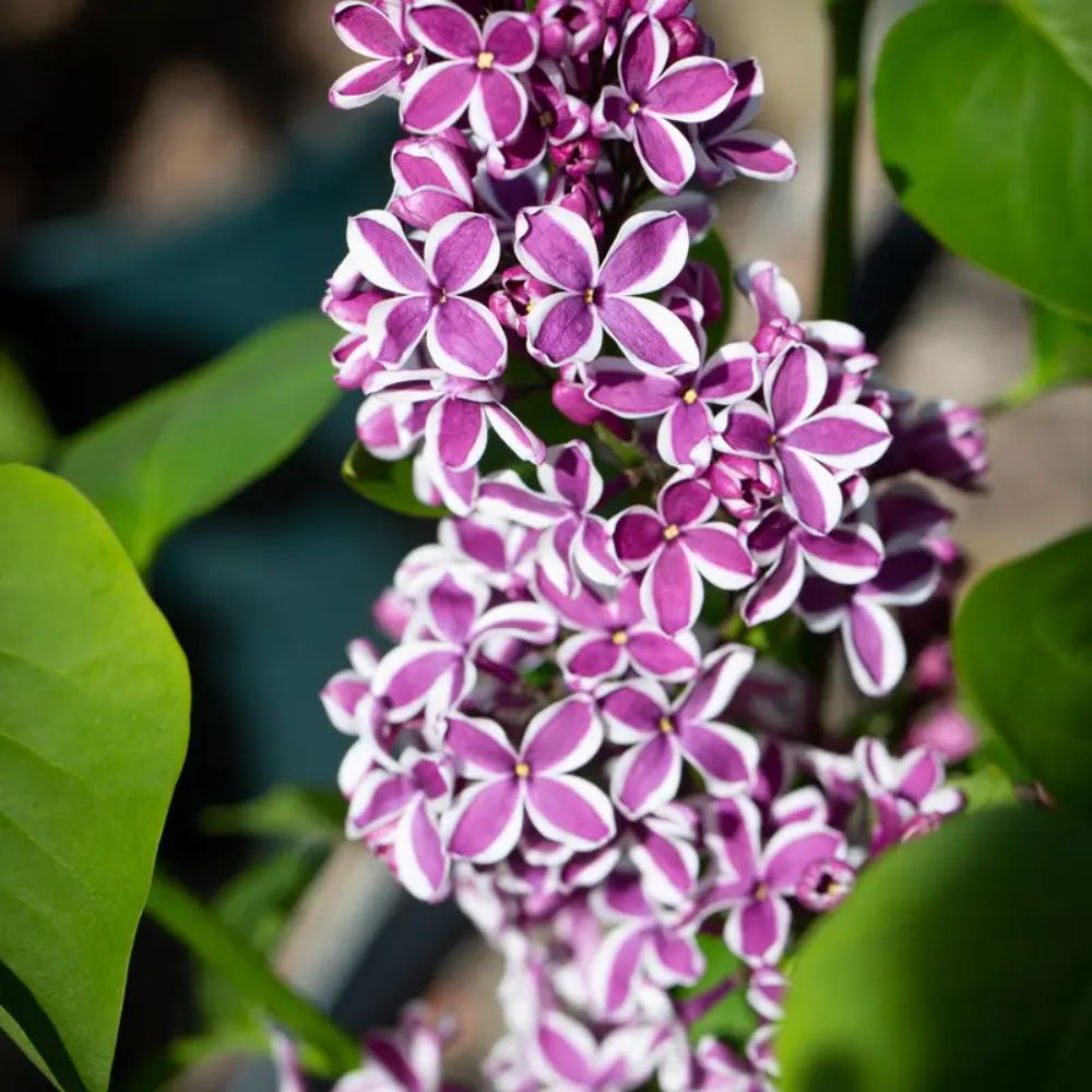 Frank P Matthews Syringa vulgaris ‘Sensation’ Lilac Tree - 12Ltr Pot