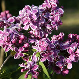 Frank P Matthews Syringa vulgaris ‘Sensation’ Lilac Tree - 12Ltr Pot