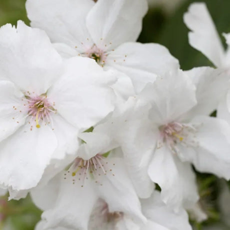 Frank P Matthews 'Tai-Haku' Prunus Tree - 12 Ltr Pot