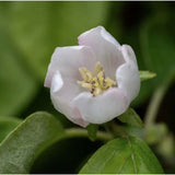 Frank P Matthews 12 Litre Vranja Quince Tree