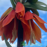Fritillaria imperialis 'Orange Beauty' Plant 2Ltr Pot - Old Railway Line Garden Centre
