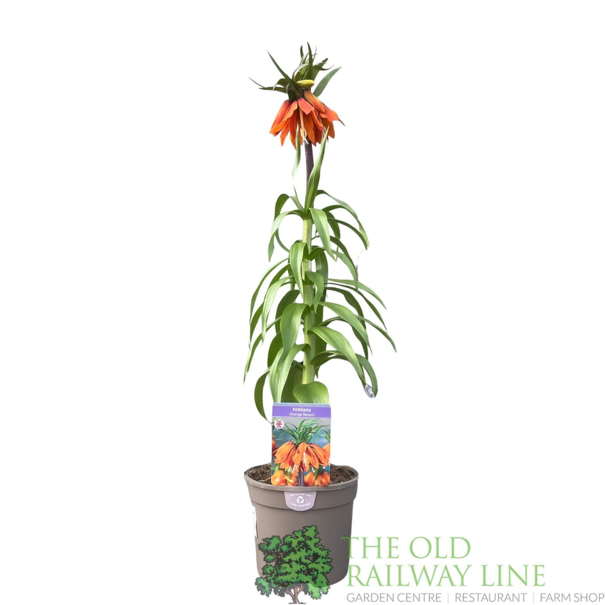 Fritillaria imperialis 'Orange Beauty' Plant 2Ltr Pot - Old Railway Line Garden Centre