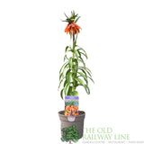 Fritillaria imperialis 'Orange Beauty' Plant 2Ltr Pot - Old Railway Line Garden Centre