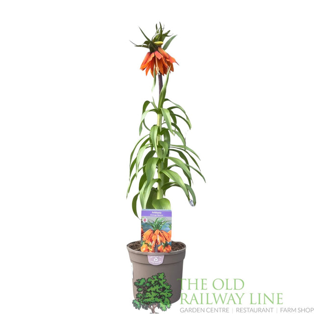 Fritillaria imperialis 'Orange Beauty' Plant 2Ltr Pot - Old Railway Line Garden Centre