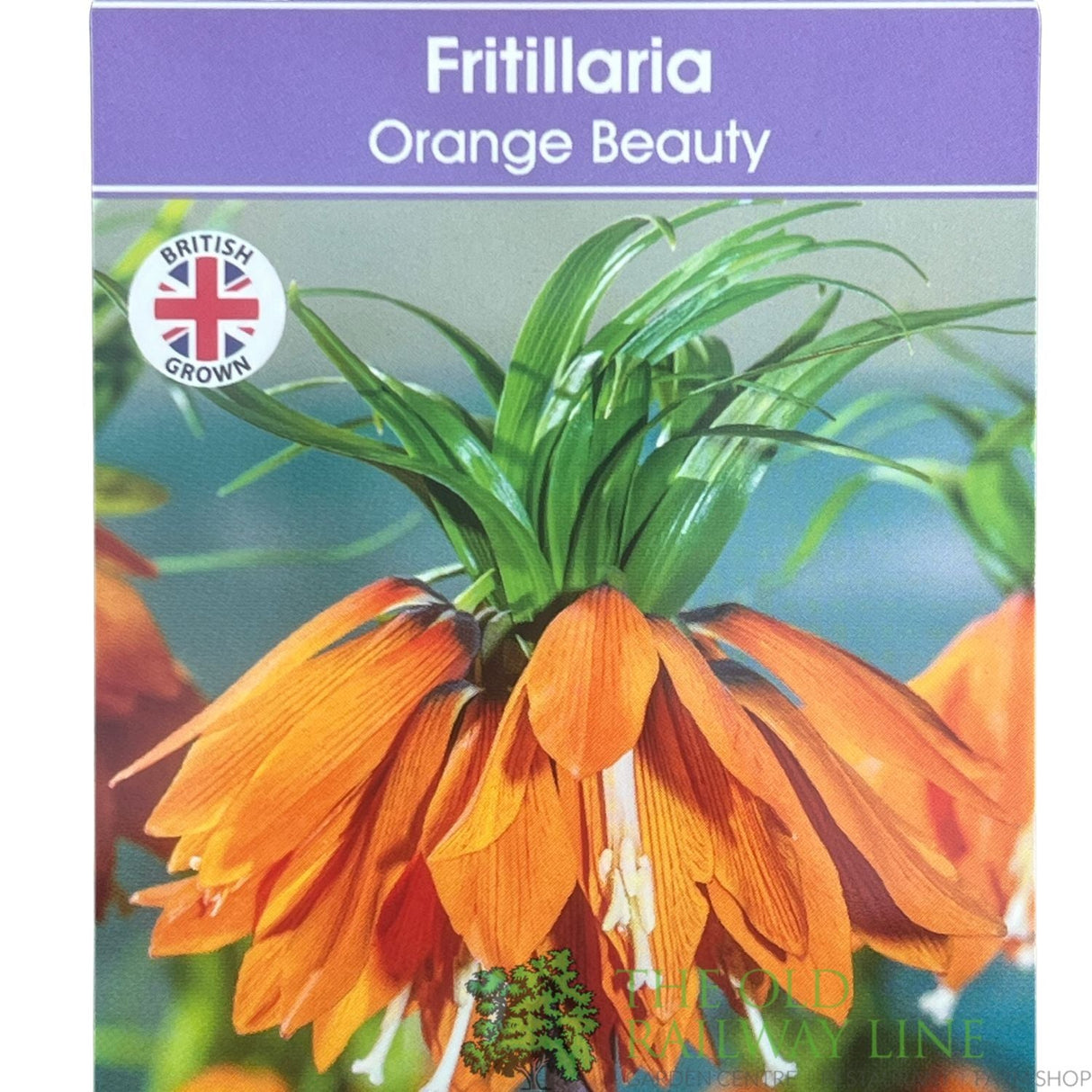 Fritillaria imperialis 'Orange Beauty' Plant 2Ltr Pot - Old Railway Line Garden Centre