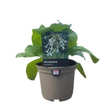 Nicotiana sylvestris Plant 1Ltr pot