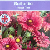 Gaillardia x grandiflora 'Mesa Red' Plant 1Ltr Pot - Old Railway Line Garden Centre