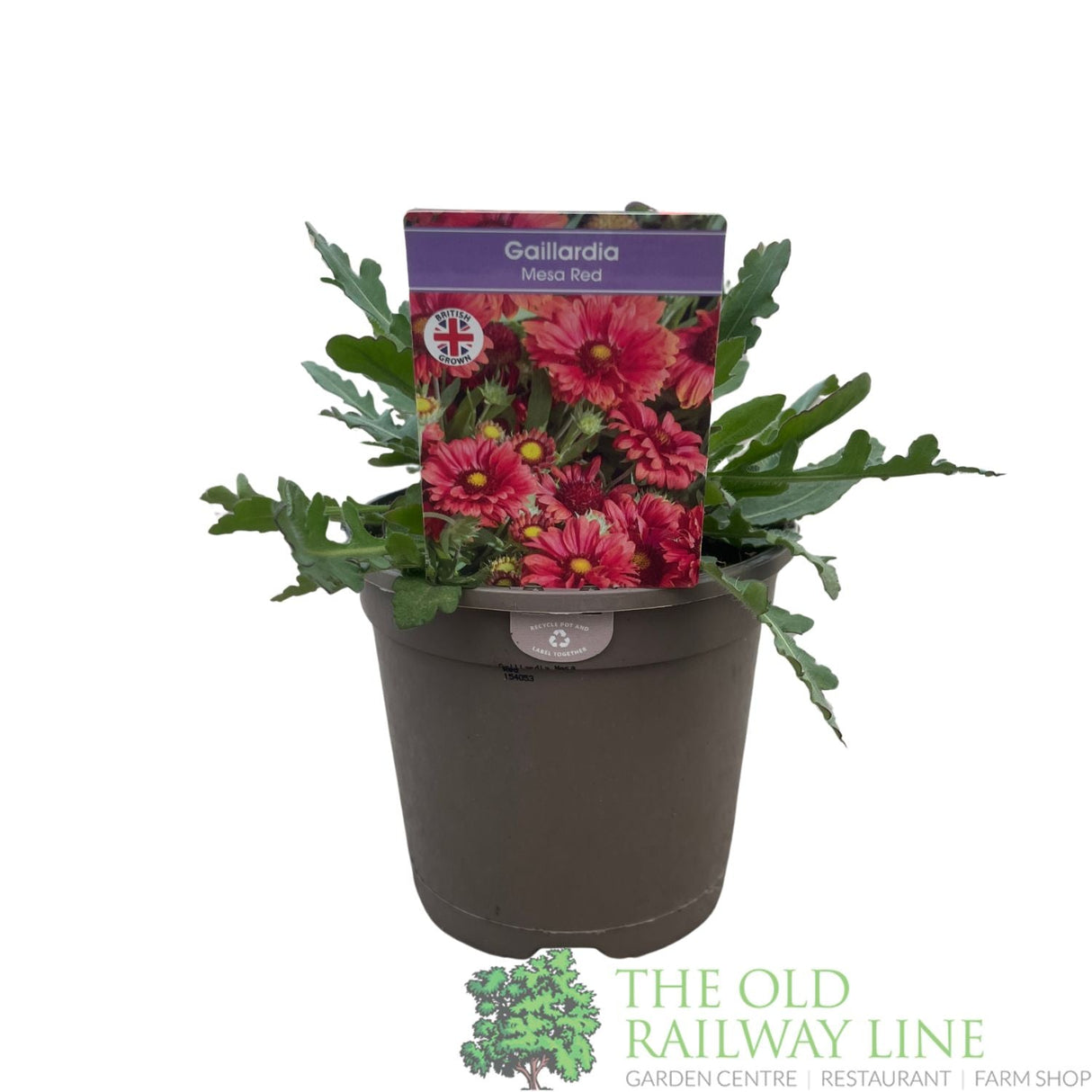 Gaillardia x grandiflora 'Mesa Red' Plant 1Ltr Pot - Old Railway Line Garden Centre