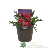 Gaillardia x grandiflora 'Mesa Red' Plant 1Ltr Pot - Old Railway Line Garden Centre