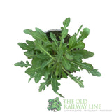 Gaillardia x grandiflora 'Mesa Red' Plant 1Ltr Pot - Old Railway Line Garden Centre