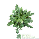 Gaillardia x grandiflora 'Mesa Yellow' Plant 1Ltr Pot - Old Railway Line Garden Centre