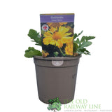 Gaillardia x grandiflora 'Mesa Yellow' Plant 1Ltr Pot - Old Railway Line Garden Centre