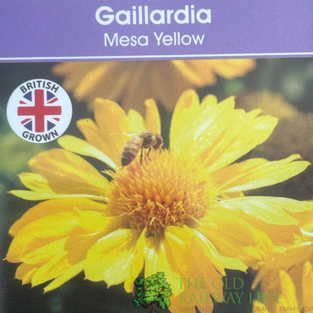 Gaillardia x grandiflora 'Mesa Yellow' Plant 1Ltr Pot - Old Railway Line Garden Centre