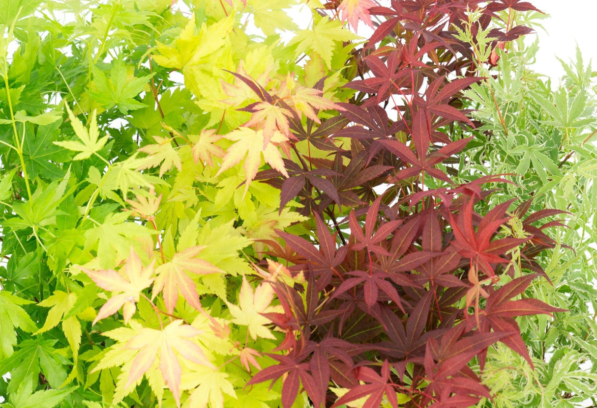 Garden Centre Fresh Acer Palmatum Mixed 15cm Pot (Choice of 4) - Old Railway Line Garden Centre