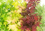 Garden Centre Fresh Acer Palmatum Mixed 15cm Pot (Choice of 4) - Old Railway Line Garden Centre