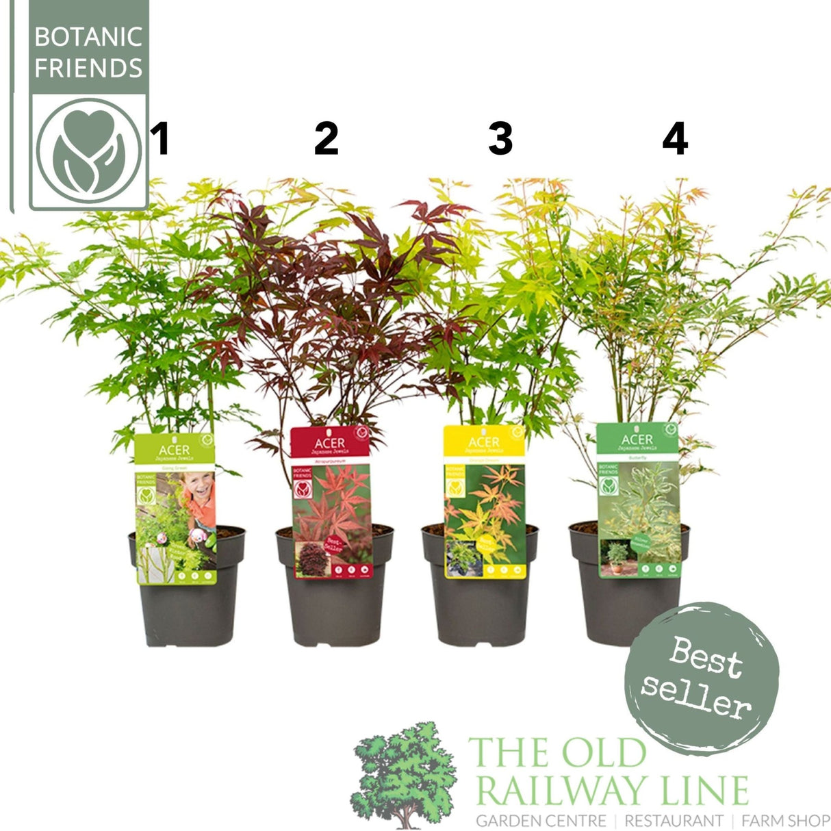 Garden Centre Fresh Acer Palmatum Mixed 15cm Pot (Choice of 4) - Old Railway Line Garden Centre