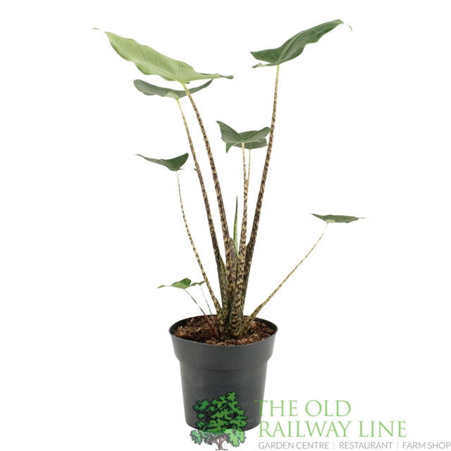 Garden Centre Fresh Alocasia zebrina Siberian Tiger 17cm Pot - Old Railway Line Garden Centre